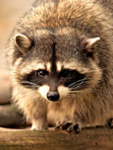 raccoon